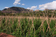huerta