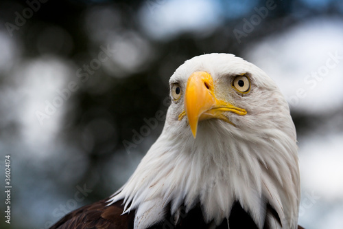 Photo: Eagle Eagle