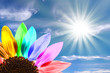 Tournesol multicolore, ciel bleu Tournesol multicolore, ciel bleu