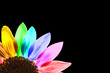 Tournesol multicolore, fond noir