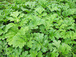 Sosnowski cow parsnip (Heracleum sosnowskyi)