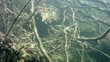 Shoal of roach fish in the lake