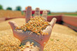 Soya harvesting