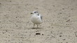 Seagull chirping on a beach Seagull chirping on a beach