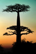 Foto: Sunset and baobabs trees Sunset and baobabs trees