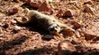 Jeux suricates Jeux suricates