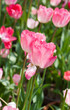 Beautiful tulips