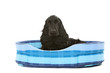 cocker spaniel dans son panier bleu
