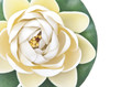 White Lily