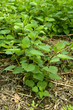 Stinking nettle (Urtica dioica)
