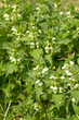 White dead-nettle (Lamium album)