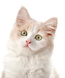 Little cat, isolated on a white background
