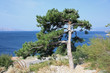 Pino in Croazia