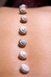Muscheln