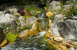 Water Feature