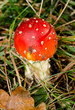 junger Fliegenpilz, Waldboden