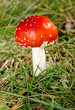 kleiner Fliegenpilz, Waldboden