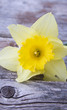 Yellow Daffodil