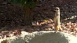 Sentinelle suricate Sentinelle suricate