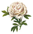 peony illustration