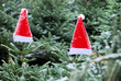 Weihnachtsmützen im Wald