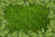 green plant background, young grass