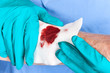 Photo : Nurse tending to wound