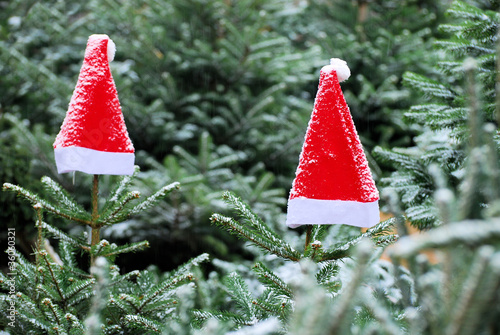 Foto: Weihnachtsmützen im Wald Weihnachtsmützen im Wald