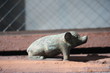 statue of  pig