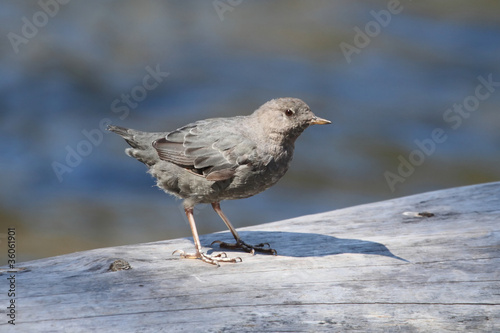 Photo: American Dipper (Cinclus mexicanus) American Dipper (Cinclus mexicanus)