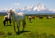 Grand Teton National Park
