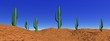 Landscape cactus in desert