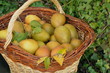 panier de poires