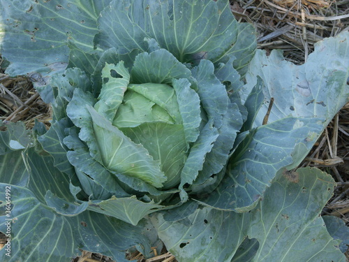 Photo: chou cabu 'Brunwick' chou cabu 'Brunwick'