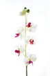 canvas print picture - artificial orchid
