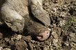 Dreckiges, glückliches Schwein