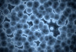Cells under a microscope