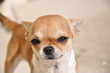 chihuahua 1