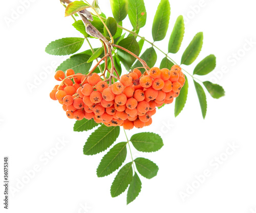 Foto: .rowanberry .rowanberry