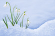 Group of snowdrop flowers  growing in snow