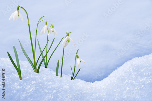 Photo: Group of snowdrop flowers growing in snow Group of snowdrop flowers growing in snow
