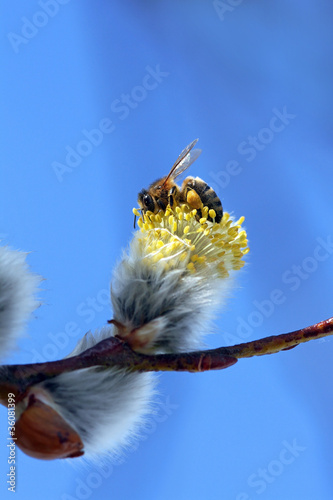 Photo: Eine Biene bei der Arbeit Eine Biene bei der Arbeit