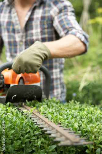 Photo: Man trimming hedge Man trimming hedge