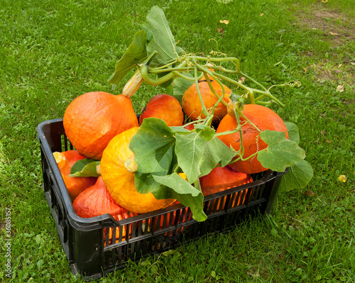 Photo: Pumpkin crate Pumpkin crate