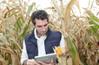 Agronomist analysing cereals with electronic tablet Agronomist analysing cereals with electronic tablet