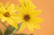 Tobinamburblüten