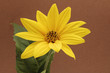 Tobinamburblüte