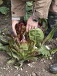 récolte de salades 'Chiciorée rouge de Trévise'