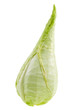 spitzkohl