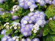 Leberbalsam - Ageratum houstonianum